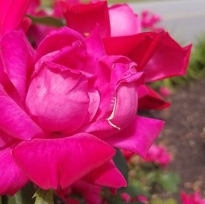 Meet your Posher, Nil'g